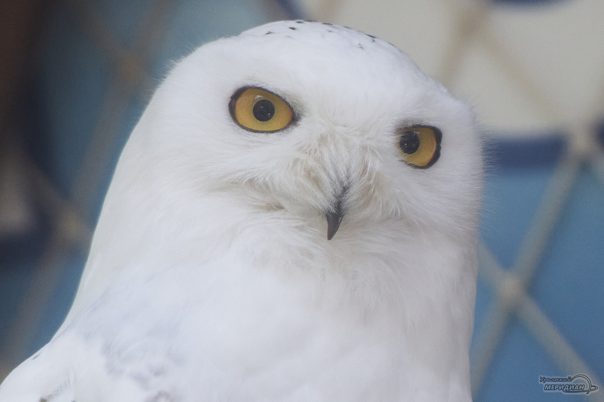    Фото: Лидия Аникина © ИА «Уральский меридиан»