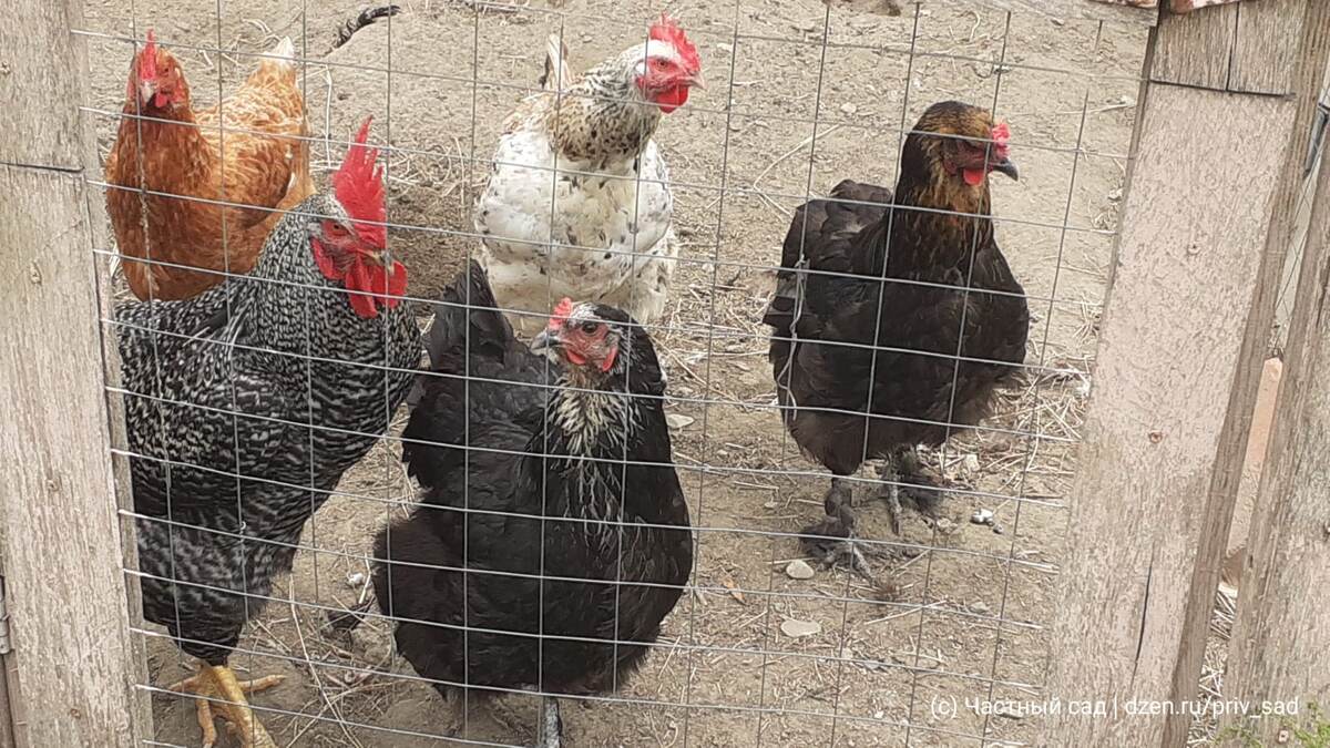 Разнообразные породы кур на содержании