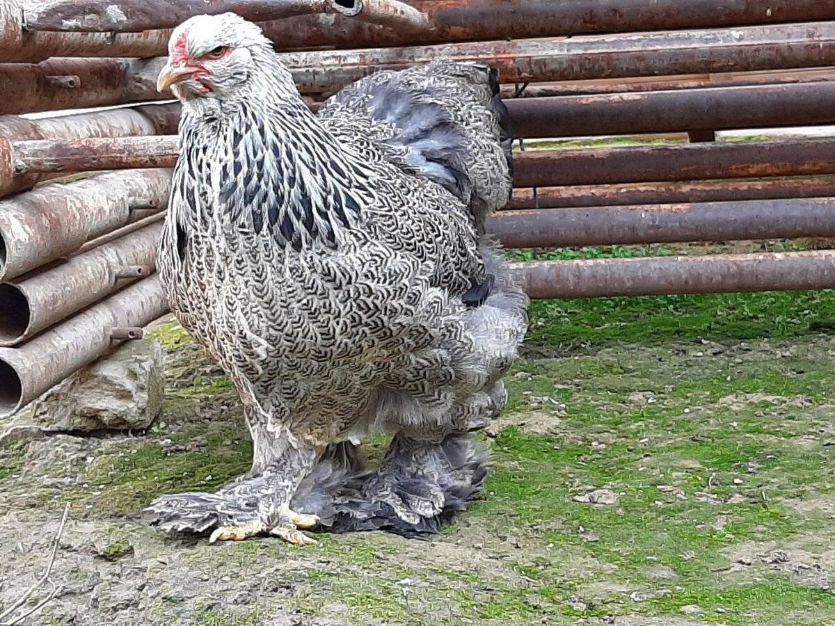 Порода кур Брама