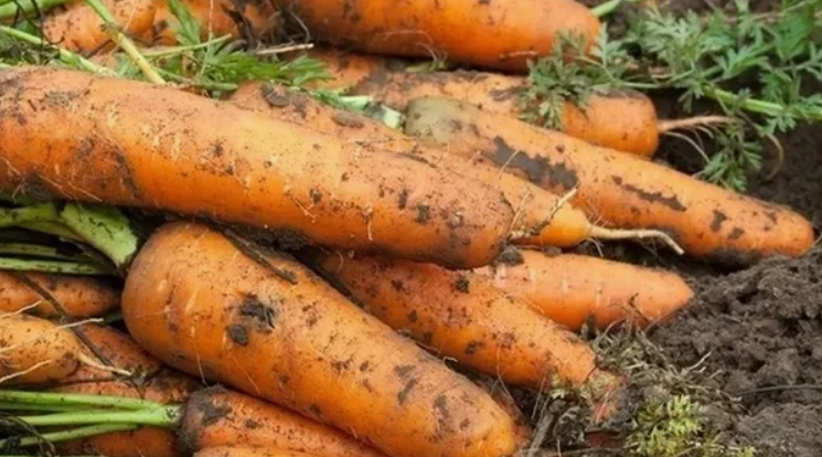  Она, как метелка, вычищает всё лишнее, помогает наладить пищеварение и кормит наши полезные бактерии.