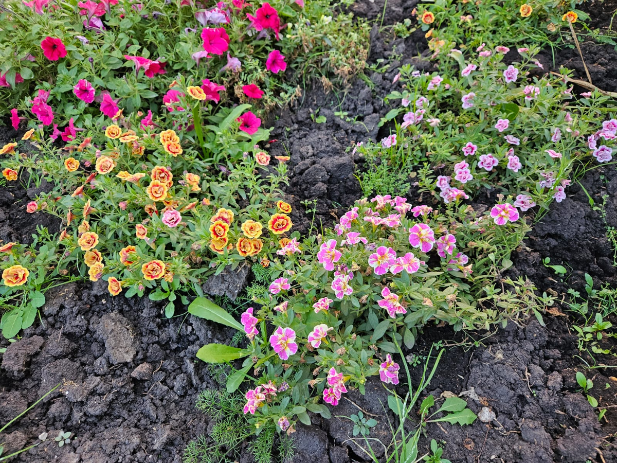 Вот такими были куста калибрахоа в самом их лучшем виде