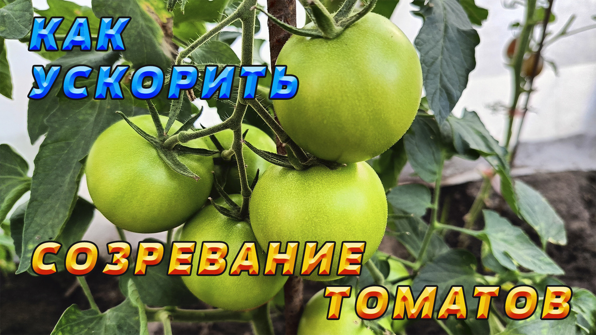 Зелёные помидоры. Ускоряем процесс покраснения томатов.