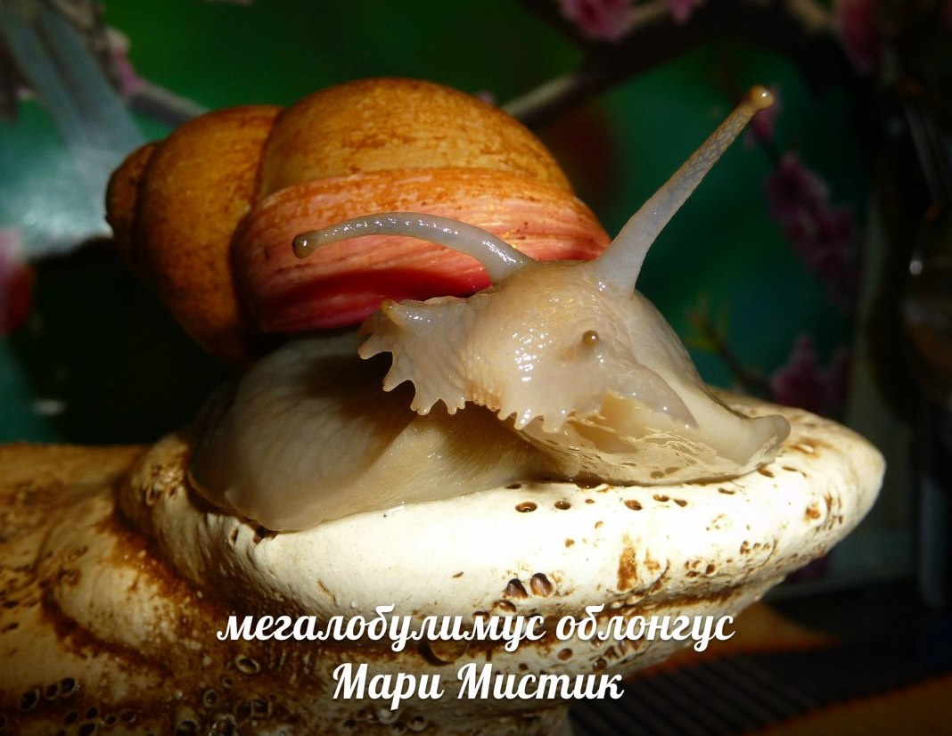 НА ЭТОМ ФОТО МЕГАС ПРИРОДНИК