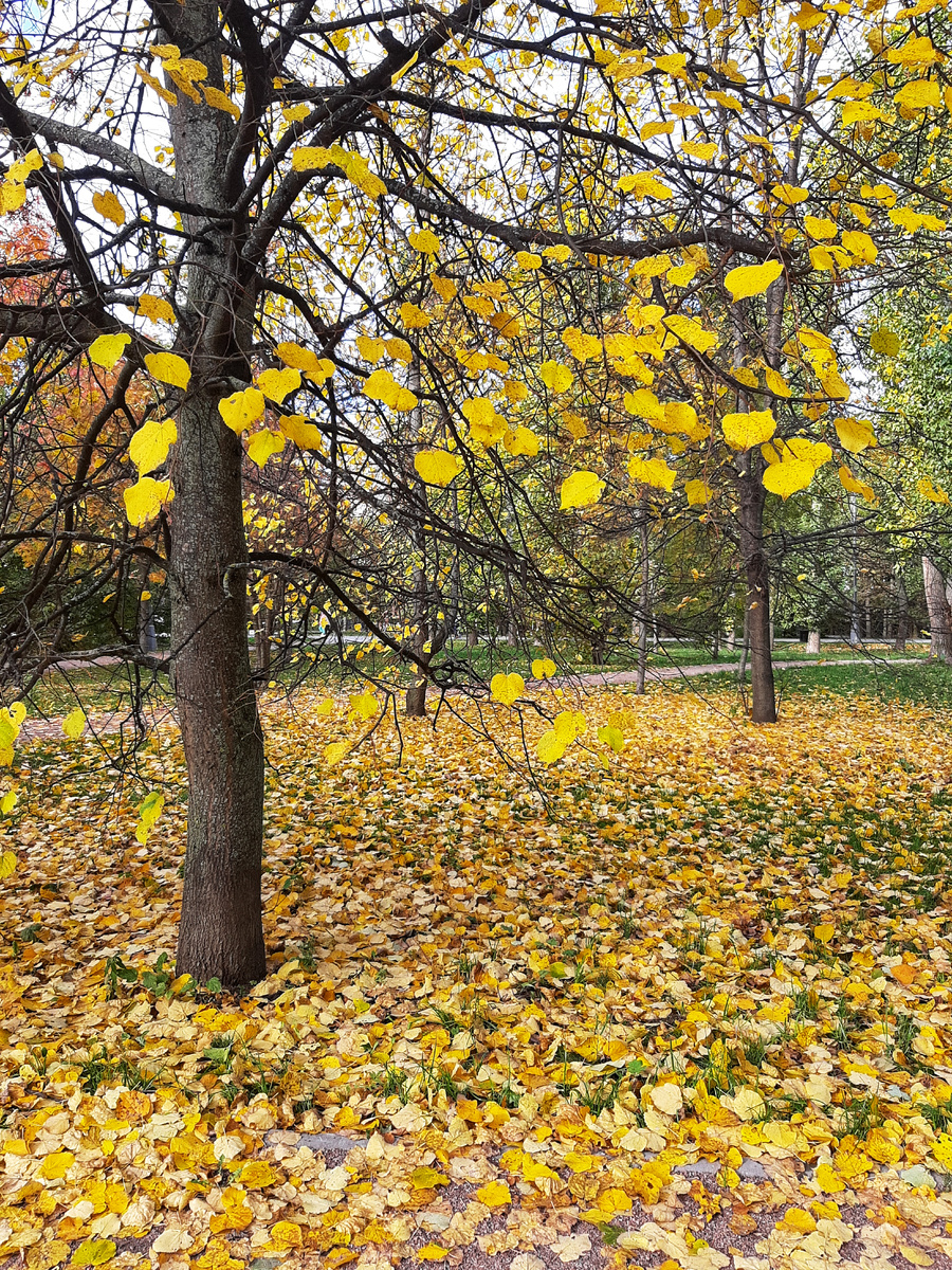 🍁Осень в Воронцовском парке (усадьба «Воронцово»)🍁