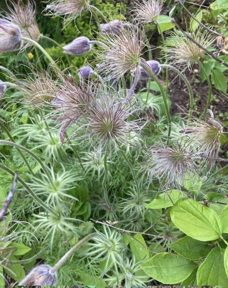 Прострел, фото мое