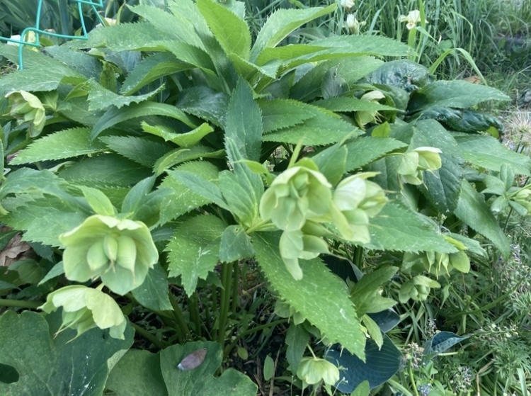 Морозник кавказский, фото мое.