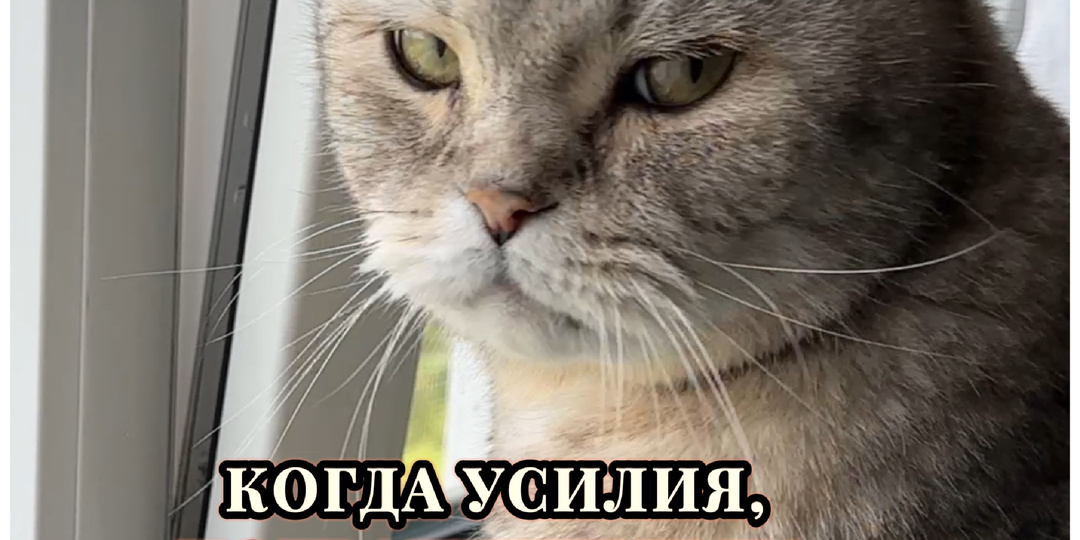 И так каждое утро😅