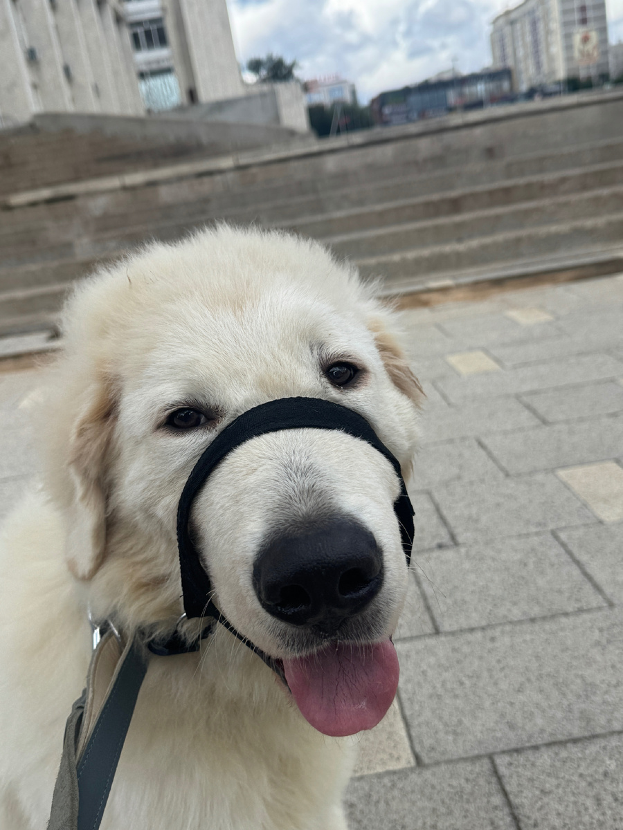 Это мы в городе. Marcus щенок из Италии мареммо-абруцкой овчарки 