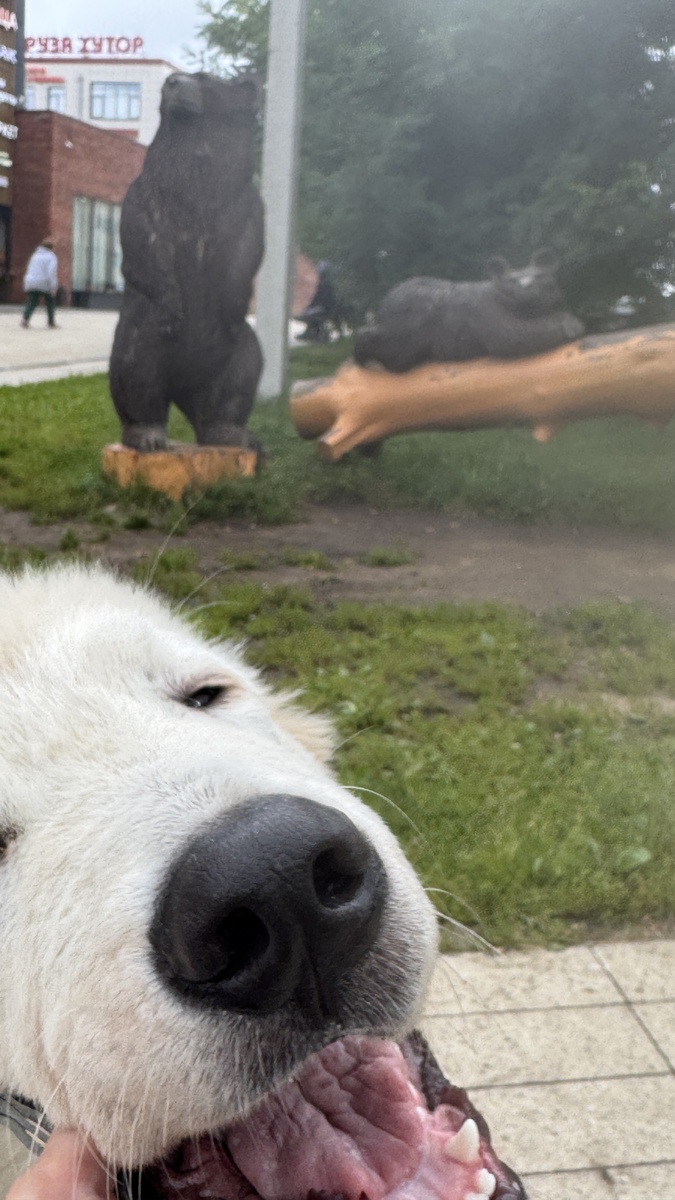 Щенок шоу класса из Италии. Маркус мареммо-абруцкая овчарка 