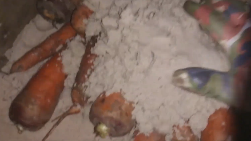 Укладываю свежую морковь после 3 дней просушки. Сразу в погреб - к январю получишь труху