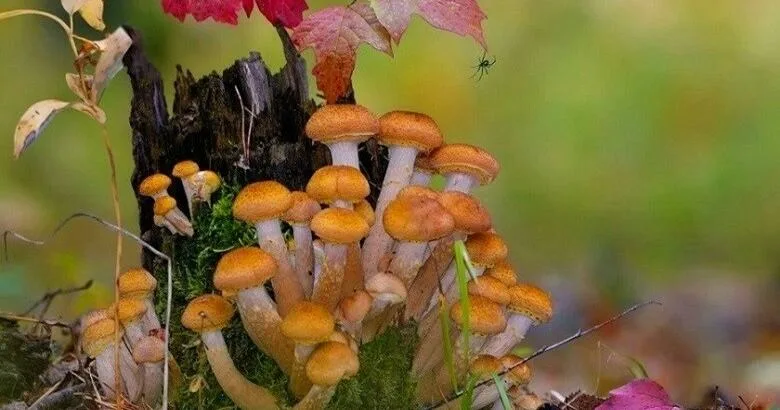 Яндекс Картинки