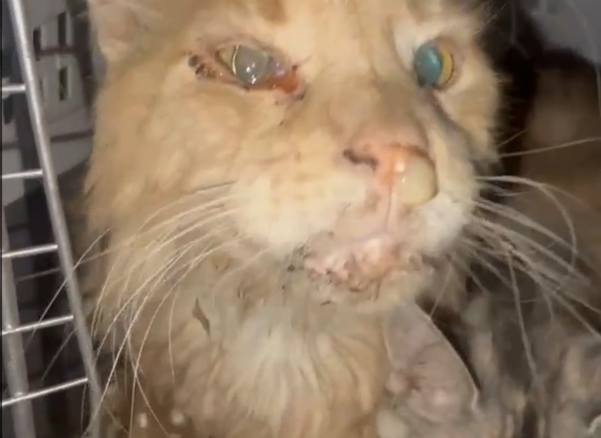 Кот-донор в день донации. Сопли, глаза текут, весь в грязи 