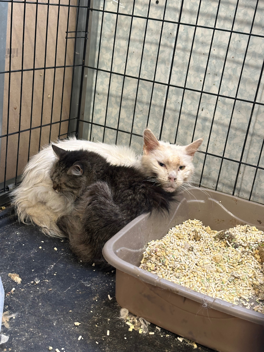 Юкки и Надя в питомнике. Сейчас Юкки в стационаре, а Надя на передержке.