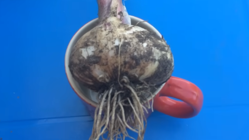 Результат после применения фермерского метода