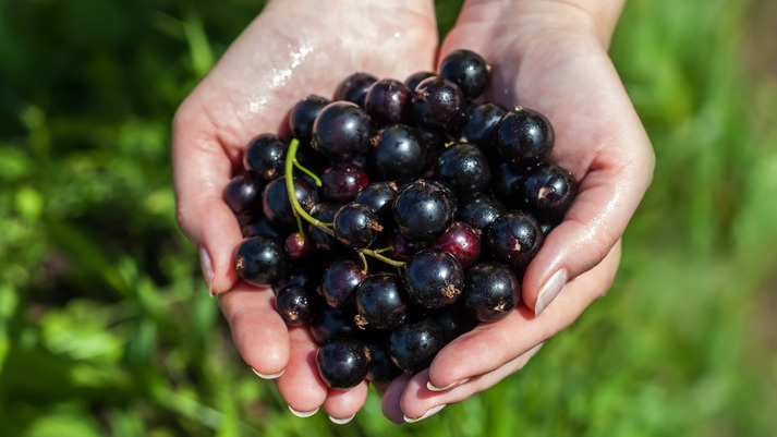 Правильная осенняя подготовка кардинально меняет урожайность смородины