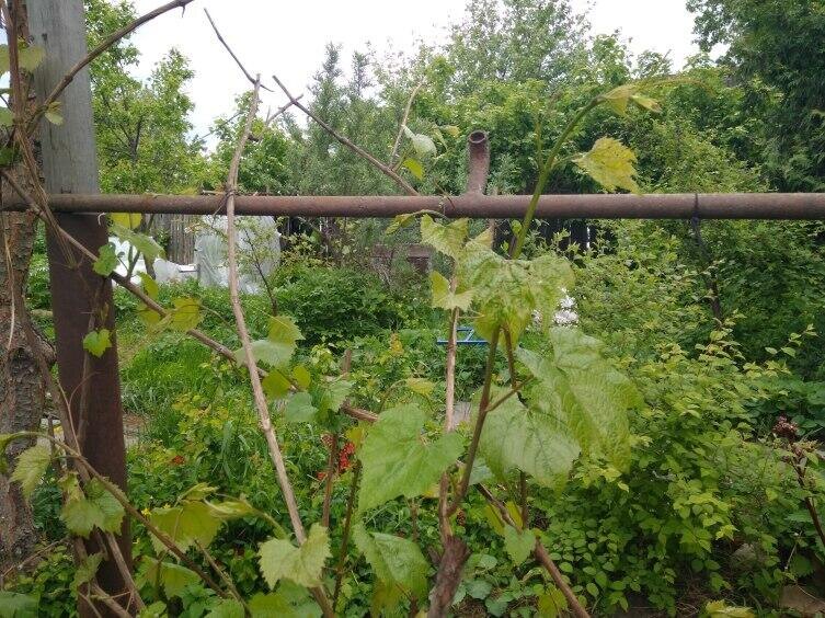    Фото: Алексей Анисимов, личный архив