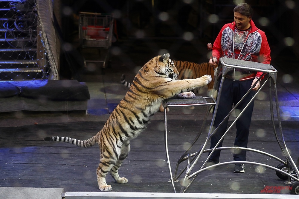    Репетиция с тиграми и львом. Фото: АиФ/ Игорь Харитонов