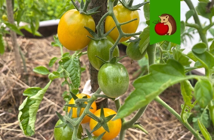 Желтенькие – вкусные!