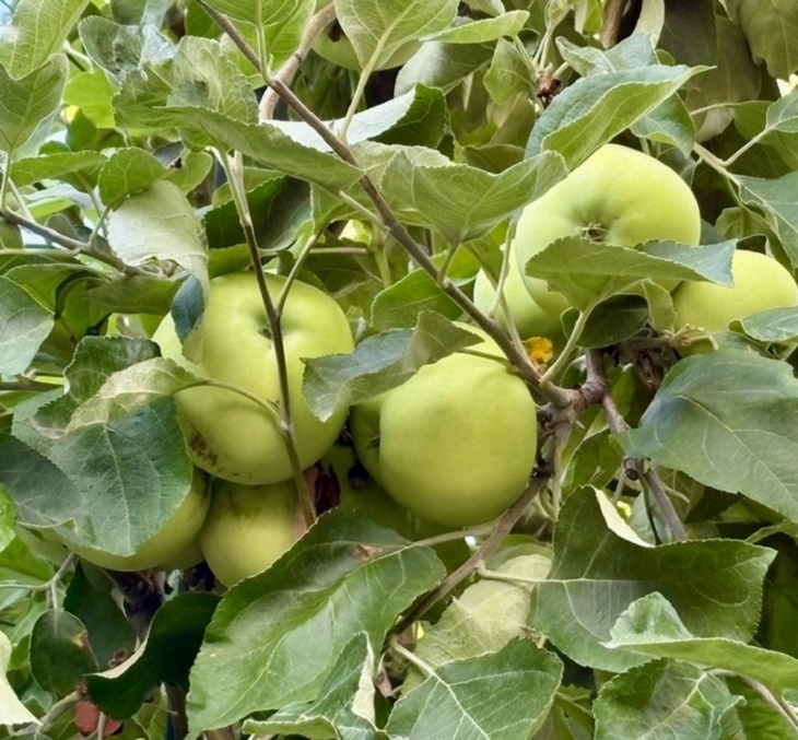    яблоки Редакция Газеты