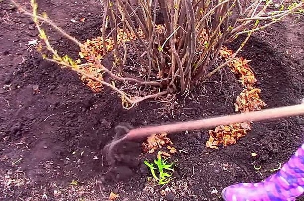 Подкормите так кусты смородины и крыжовника в сентябре октябре для колоссального урожая в следующем году