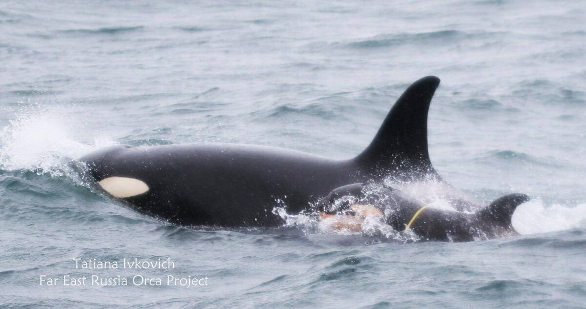 Фото Татьяны Ивкович