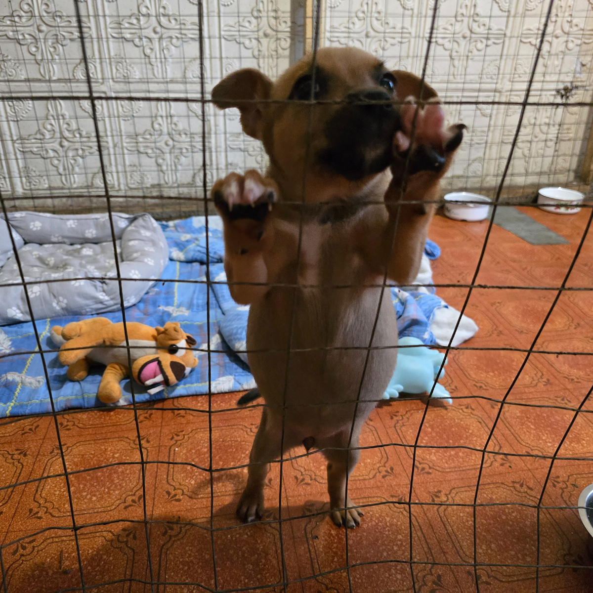 Малыш выпрашивает вкусняшки, стоя на задних лапках