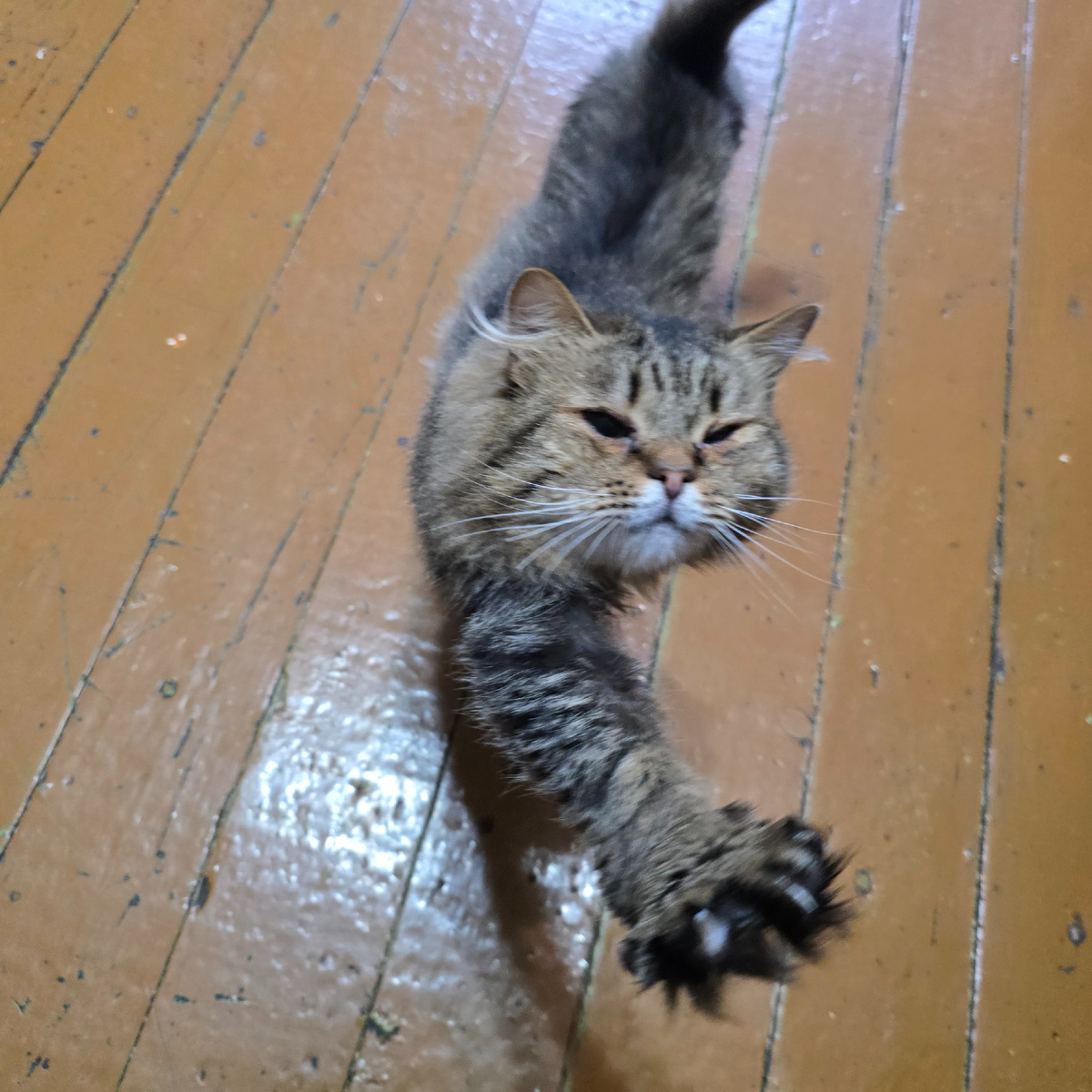 Важный котик с самым серьезным выражением мордочки