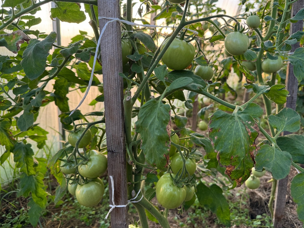    1 ложка на 1 л. теплой воды - и томаты поспеют враз: ни одного зеленого не останется