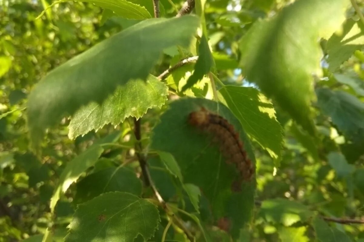    В Новосибирской области снизили угрозу нашествия шелкопряда