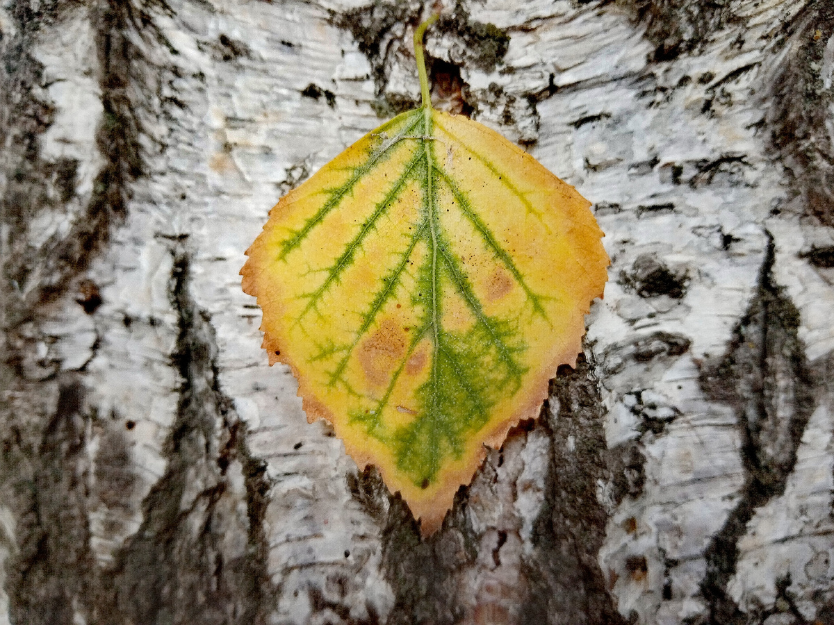 Фото автора.