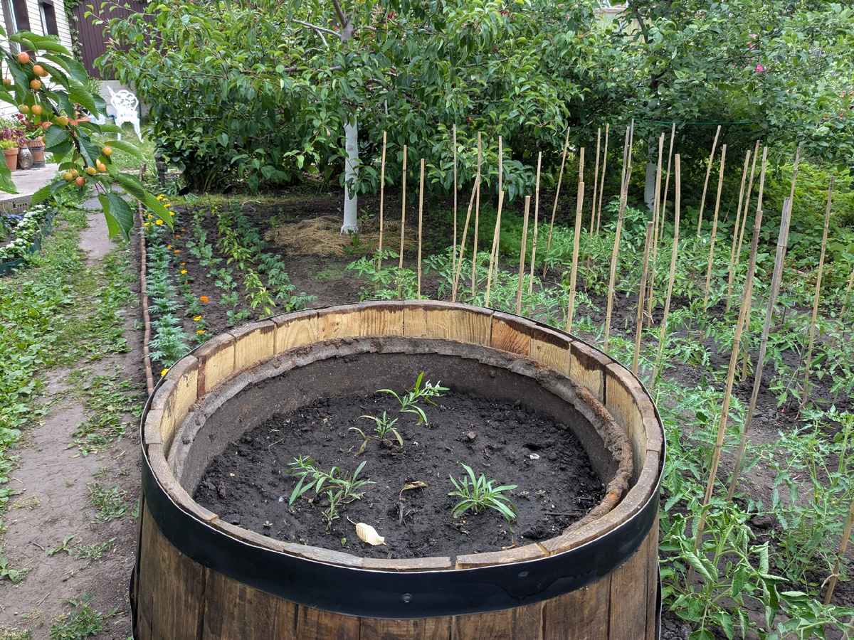 Июнь. Уже понятно, что алиссум в этом году не получится