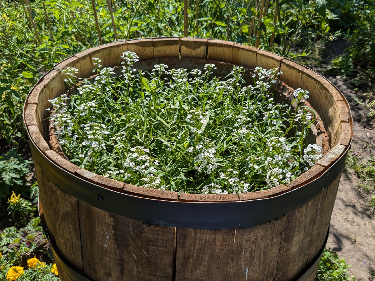 Начало июля