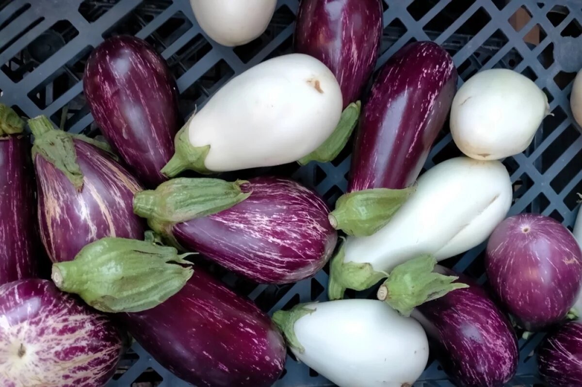    Синие и белые.