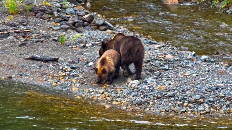     Медвежонок с мамой-медведицей в Алтайском заповеднике. Роман и Татьяна Воробьевы