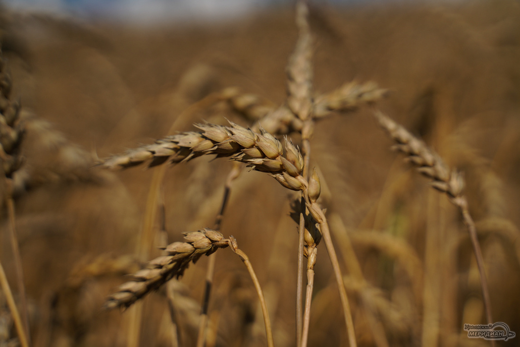    Фото: Лидия Аникина © ИА "Уральский меридиан"