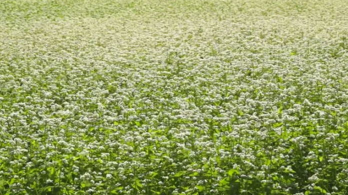 Гречиха в России. 