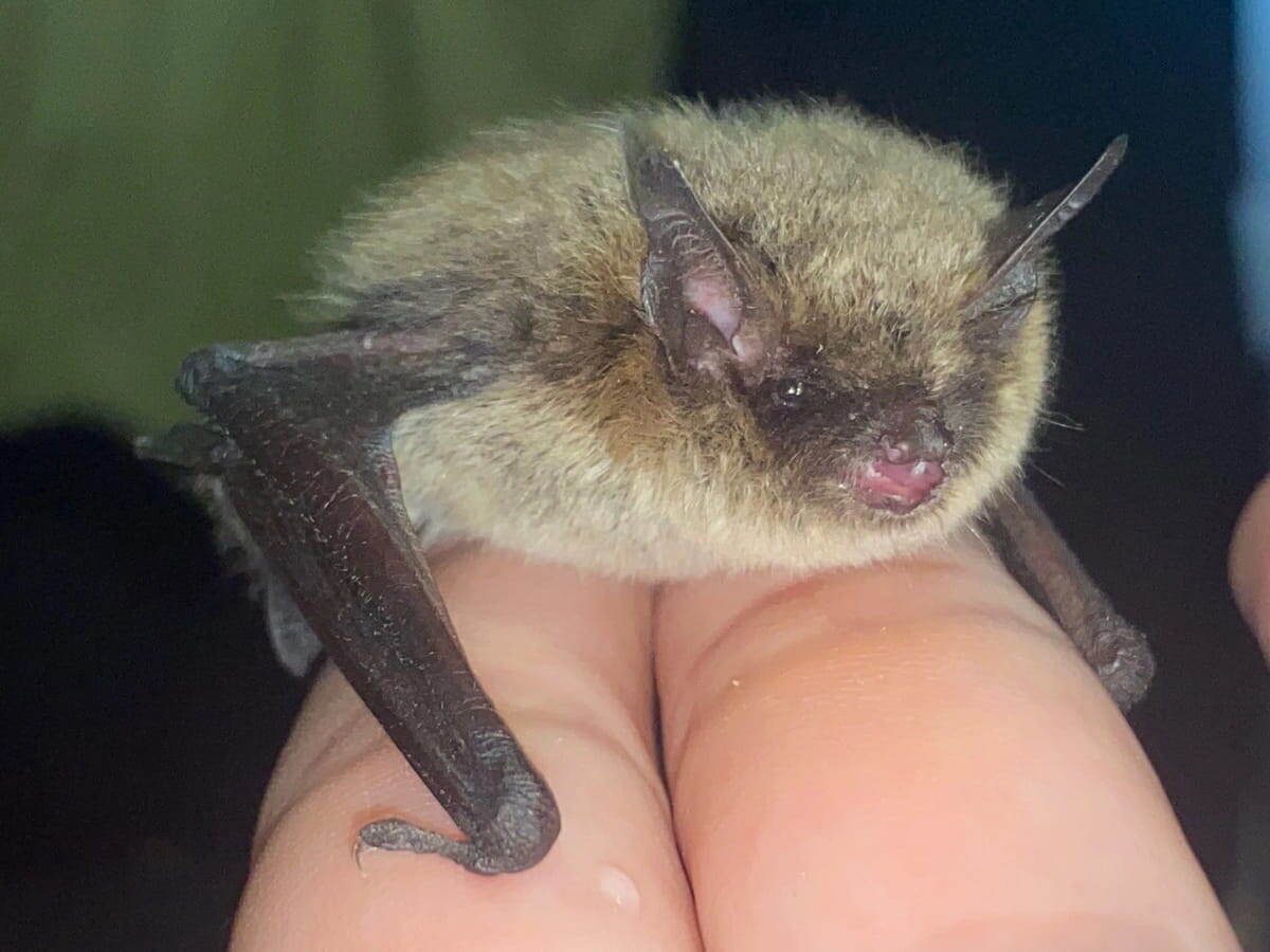    Фото: vk.com/wildbirdrehab_rzn