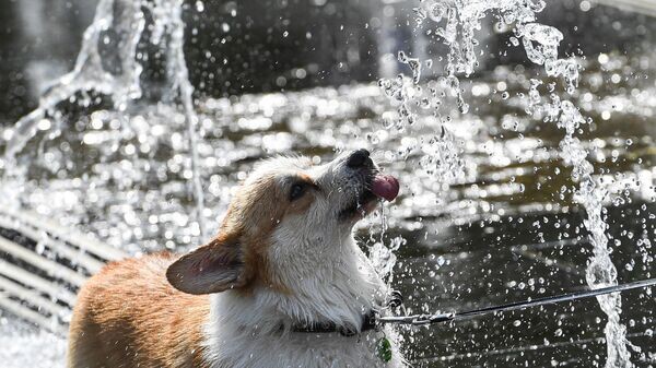    © Sputnik / Владимир Вяткин