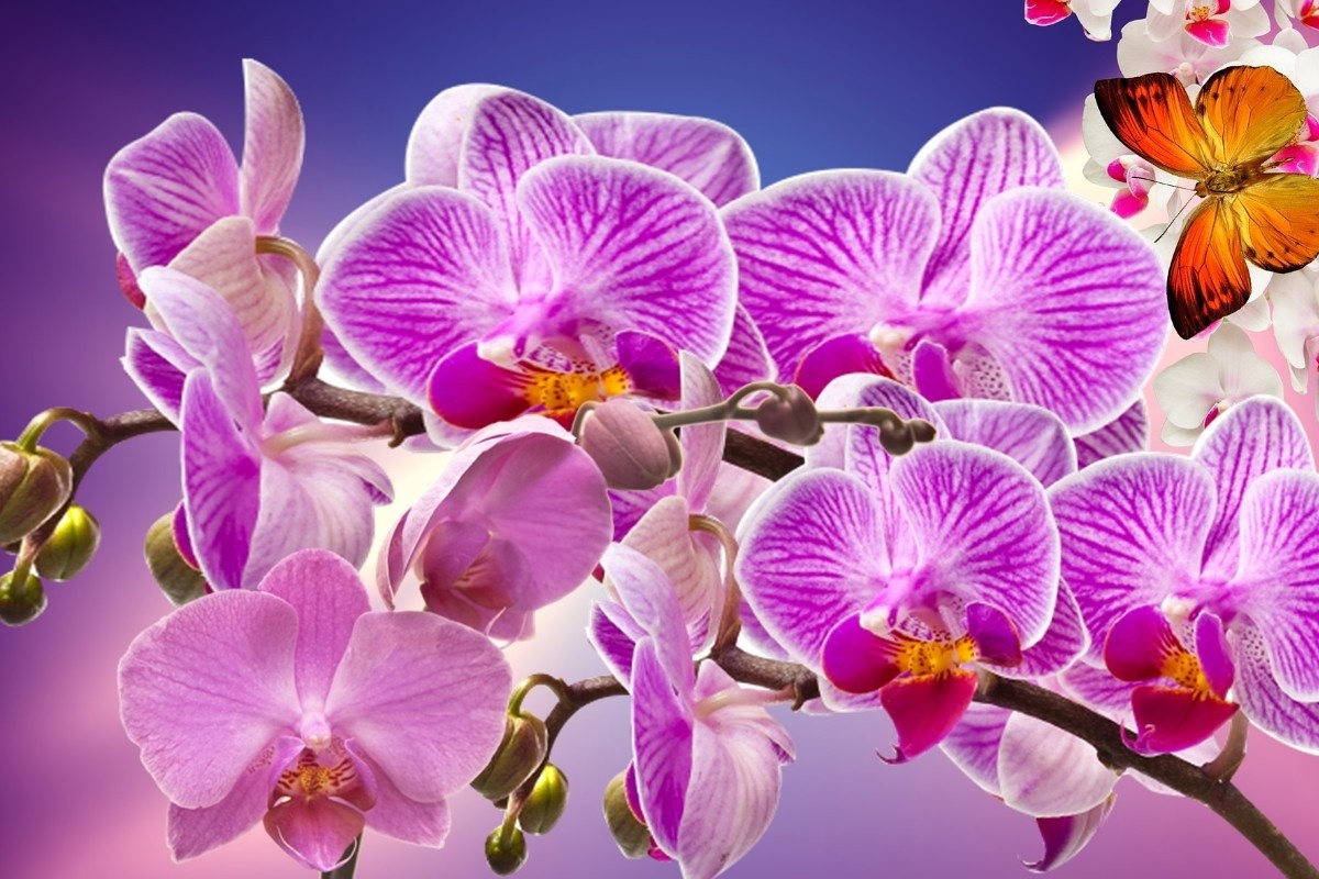    Фото: IvaCastro / Pixabay.com