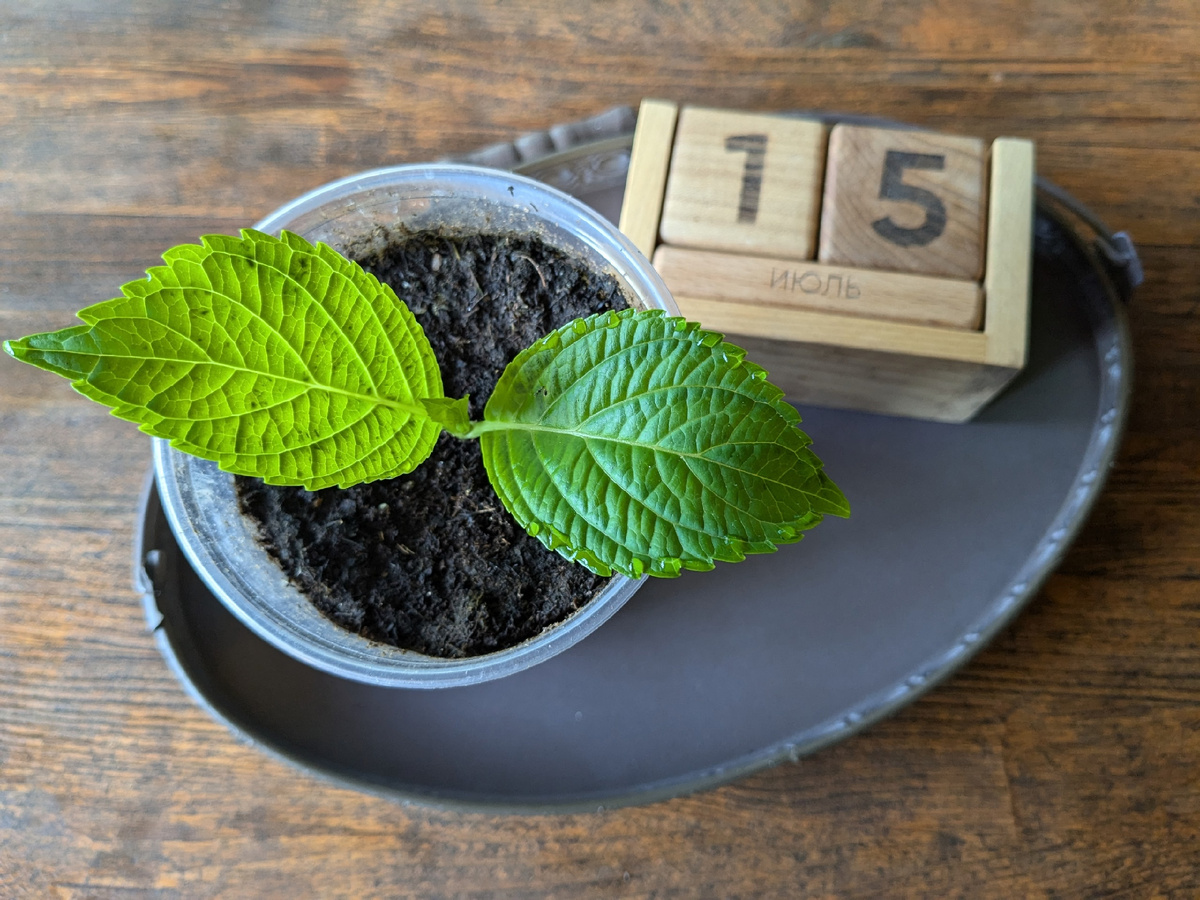 Черенок крупнолистной гортензии сорта Bouquet Rose