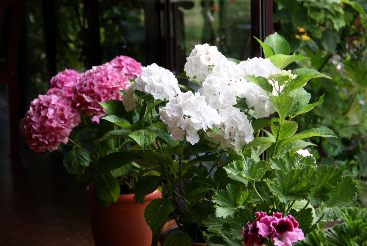 Розовая гортензия - сорт гортензия Bouquet Rose, белая гортензия - сорт First White