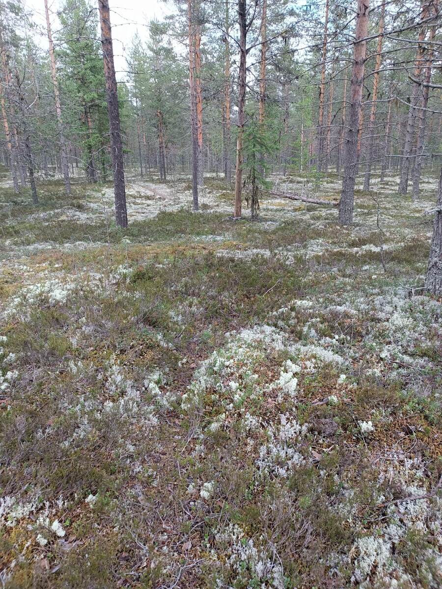 Любимыы боры