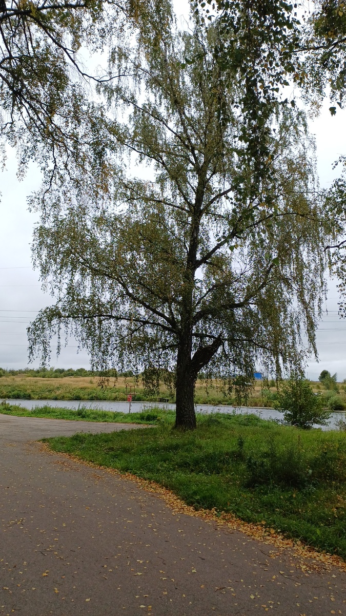 Автор - Татьяна Федотова