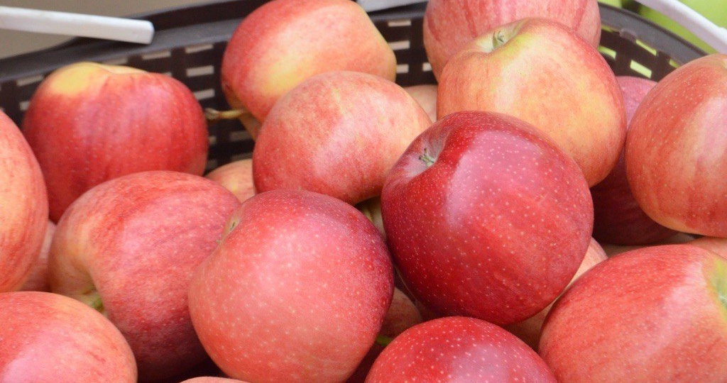 Готовлю шарлотку из дачных яблок: по этому рецепту получается пышной и ароматной