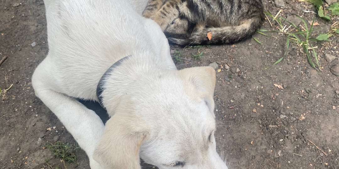 Кошки и собаки: вечные враги или неожиданные союзники?