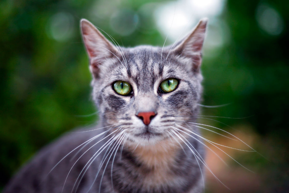 Ни капли сострадания, ни радости, ни раскаяния. Беспощадный механизм, нацеленный только на себя