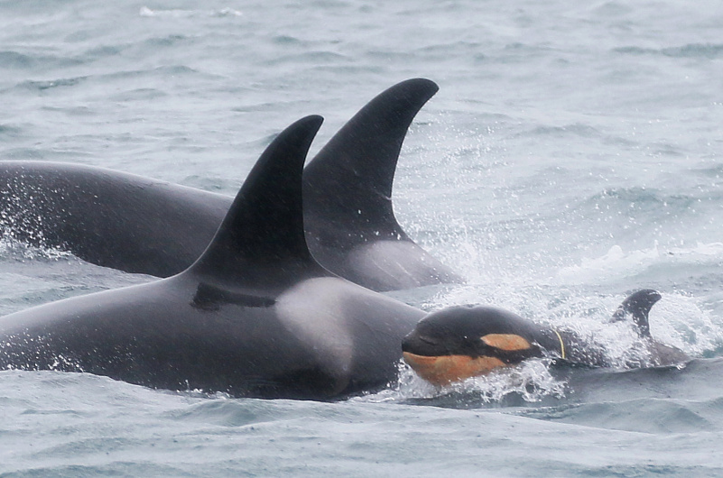 Владимир Егоров