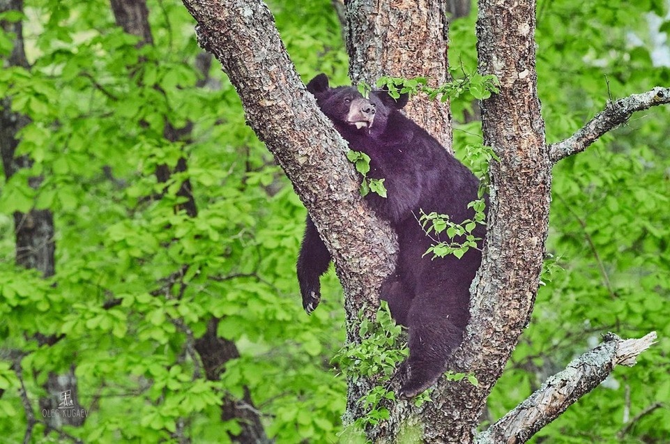    Фильм поднимает острые вопросы сохранения дальневосточной природы. Фото: Олег Кугаев, Сихотэ-Алинский заповедник