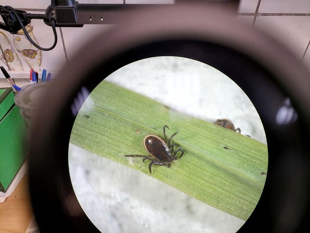    Взрослая особь таежного клеща Ixodes persulcatus. Фото: С.В. Бугмырин / Институт биологии КарНЦ РАН