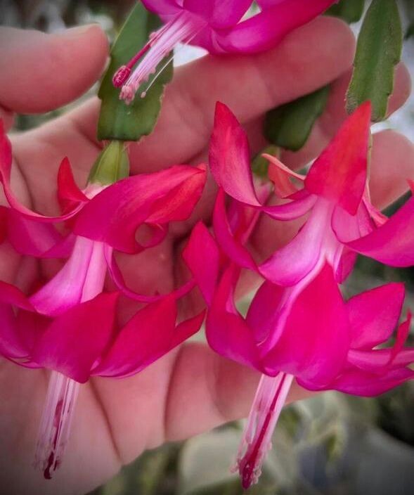 Материнское растение,с него собрала пыльцу.